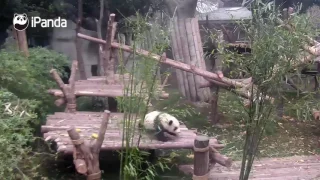 Маленькая панда мешает работать сотруднику зоопарка