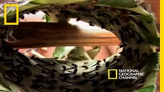 Initiation With Ants | National Geographic