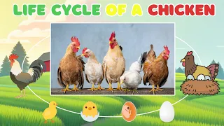 Chicken Life Cycle for Kids | Toddlers | Preschoolers + Chicken Sounds 🐣 Quiz 🐔 Dance and Song