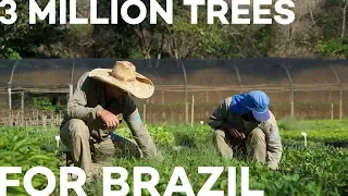 3 Million Trees For Brazil