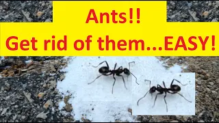 DIY Borax Ant Killer and Its Results