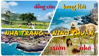 Tour 1 ngày Ninh Thuận từ Nha Trang: Đồng Cừu - Vĩnh Hy - Vườn Nho - Hang Rái - Bình Hưng