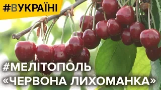 Як на черешні заробляють мільйони? | #ВУКРАЇНІ