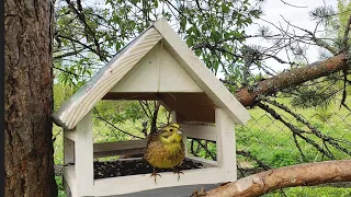 Обыкновенная Овсянка и Зяблик. Птичья столовая. Голоса птиц #birdwatching #birds #birdsounds