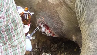A gross Abscess popped from elephant's belly, wildlife officials were there to save
