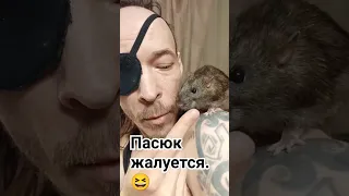 Пасюка полечили - укололи попу. 🤗 Пасюк жалуется. 😘 Клемент. #wildrats #cuterats #animals #like