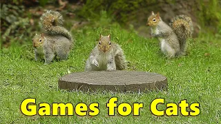 Cat Games ~ Catch The Squirrels