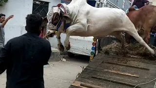 HEAVY Bulls & Cows UNLOADING Compilation | Bakra Eid 2020 Qurbani Cows 2020