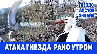 Нападение на гнездо рано утром с востока