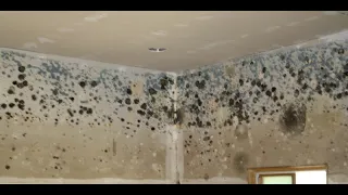 how to remove mold