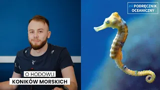 O hodowli koników morskich || Niepodręcznik Oceaniczny, odc. 168