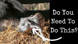 Should You Castrate Your Pigs? Why and How!