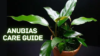 The Best Beginner Plant? - How to Grow and Propagate Anubias