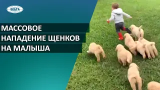 Щенки напали на маленького мальчика