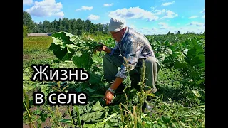 Типичная деревенская жизнь. Убираем лук, солим огурцы, показываю наш бывший клуб и многое другое.