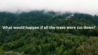 What would happen if all the trees were cut down?