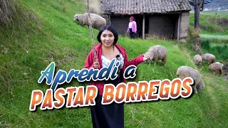 PASTANDO BORREGOS CON MIS PADRES | Ely Guaminga