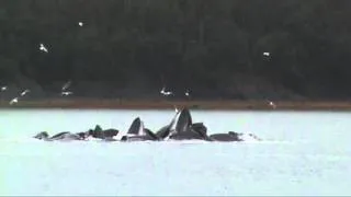 Massive Bubble Net Feeding - Humpback Whales in Alaska
