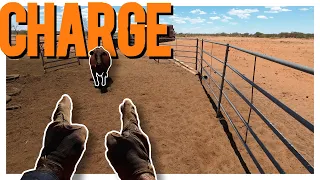 Cattle Processing at Rock and Roll and Jump Up | POV Footage Inside!