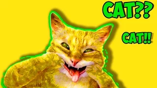 Funny cat THE BEST!!!|+Смешной монтаж