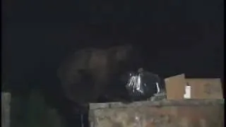 Black Bear in Colorado dumpster dives