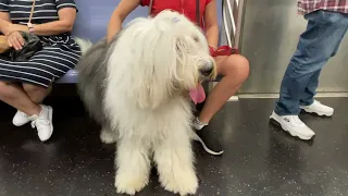 Old English sheepdog in New York City subway
