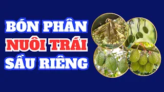 BÓN PHÂN NUÔI TRÁI SẦU RIÊNG | Các bước kỹ thuật, dinh dưỡng qua trái và qua gốc cần nắm rõ