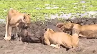 Lion Kill    Suffocating and eating Testicles and Penis OFF