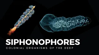 Siphonophores, Drifting Colonies of Life