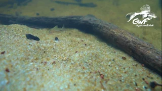 Corydoras in their natural habitat in French Guiana, with Guyane Wild Fish Association