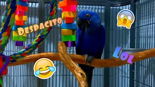 Bailey the dancing bird rocking out to Despacito!!