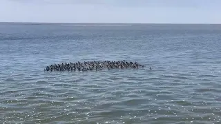 Birds of the Desert Shore: Walvis Bay's Natural Tapestry