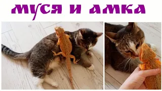 НЕОБЫЧНАЯ ДРУЖБА КОШКИ И ЯЩЕРИЦЫ.