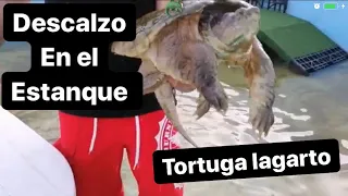 MACHO O HEMBRA CHELYDRA SERPENTINA tortuga mordedora diferencia macho y hembra bichos y monstruitos