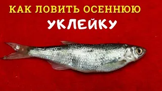 Тонкости ловли уклейки поздней осенью которые надо знать