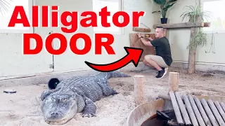 I Let My Alligators Outside For The Summer!