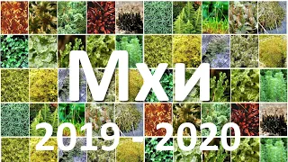 17. Мхи (6 класс) - биология, подготовка к ЕГЭ и ОГЭ 2020