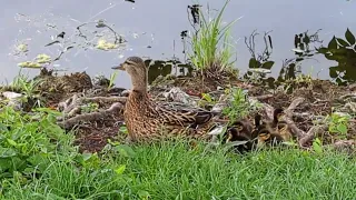 Mother duck with ducklings