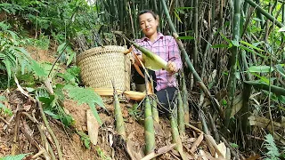 Harvesting Giant Bamboo Shoots Bring to market to sell - Simple Bamboo Shoot Preservation process.