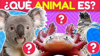 🔴¿Cuánto Sabes Sobre Animales? ⚽🏆🧠 Quiz Sobre Animales| Quizgame Trivia - Animales