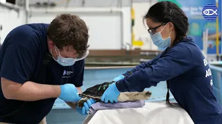 Virtual Visit: Sea Turtle Hospital Tour