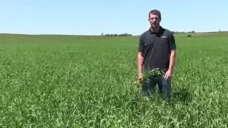 How To Know When To Harvest Pea and Oat Field
