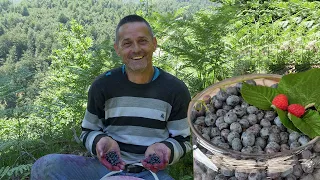 Na berbi borovnice zaradi dnevno 350 eura