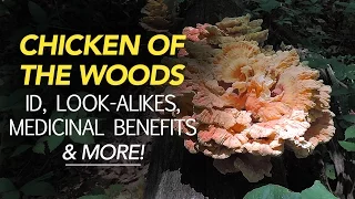 Chicken Of The Woods - Identification, Look-Alikes, Medicinal Benefits, & More with Adam Haritan