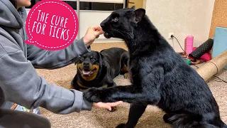 How to protect Luna the panther from ticks😝