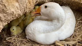 Amazing I Took a Goose Mum Hatching 40Yellow Duckling in Cave Nest