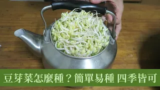 在家用茶壼孵綠豆芽，方法簡單，經濟實惠，健康又美味 | 阿星種植