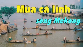 Mùa cá linh ở đồng bằng sông Mekong, Việt Nam