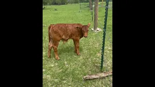 Super calf flies over fence