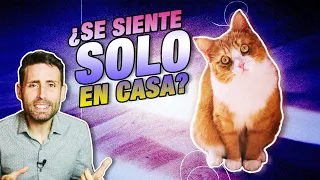 ¿Cómo SABER si TU GATO SE SIENTE SOLO en tu casa? 😿 | 5 COMPORTAMIENTOS de GATOS DESMOTIVADOS